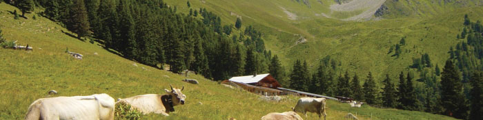 head sommer alm ferienhaus schmid apartment serfaus